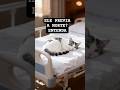 O Gato que Previu 100 Mortes: Conheça ele