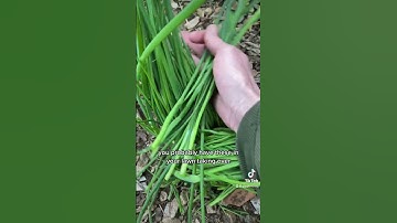 Grow chives easily, year round. #herbs #growyourownfood