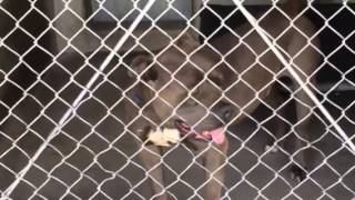 Ralph- Id A466888 67 By Pit A Boo
