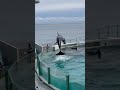 背中からダイブ