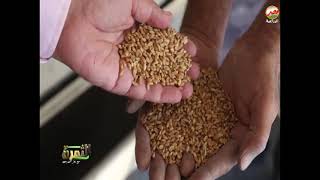 توصيات بحوث المحاصيل الحقلية لمزارعى القمح والفول والبصل من خلال برنامج الثمرة