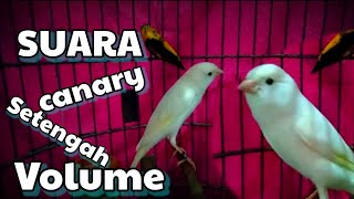Suara burung canary || Suara setengah volume @BubupatianD