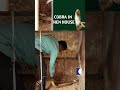 Small girl in house spots snake in hen cage; Cobra vomits rat