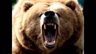 Download Lagu Bear Roar MP3 Download Lagu Bear Roar MP3