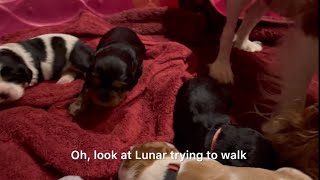 Two-week-old Puppies Take their First Steps! by Red Barn Cavaliers 373 views 7 months ago 2 minutes, 37 seconds