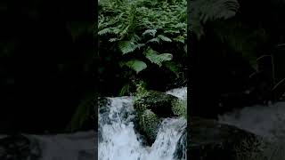 Download Lagu rilaxing Music with bird 🐦 sound Natur sound waterfall video #beautiful #sleepmusic #rilaxing MP3