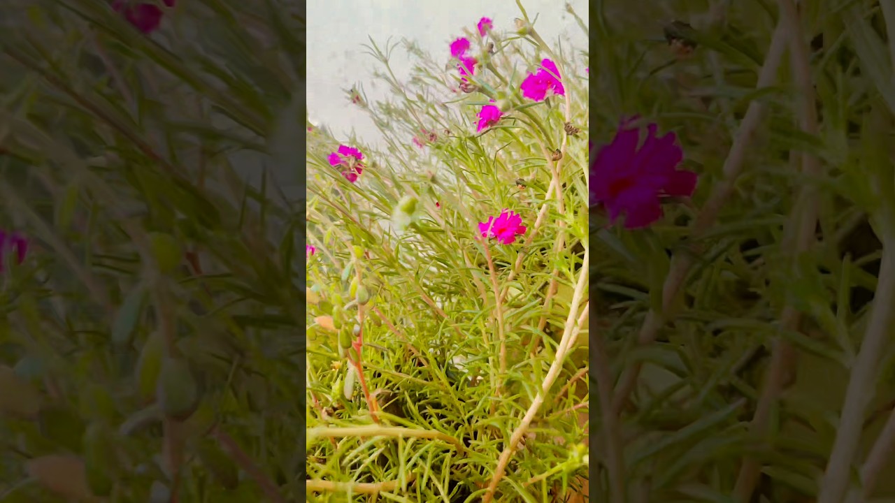 Nature elegance,simple yet breathtaking