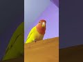 Hmmm 🙃#birds #shorts #pets #memes #trending #parrot #funny