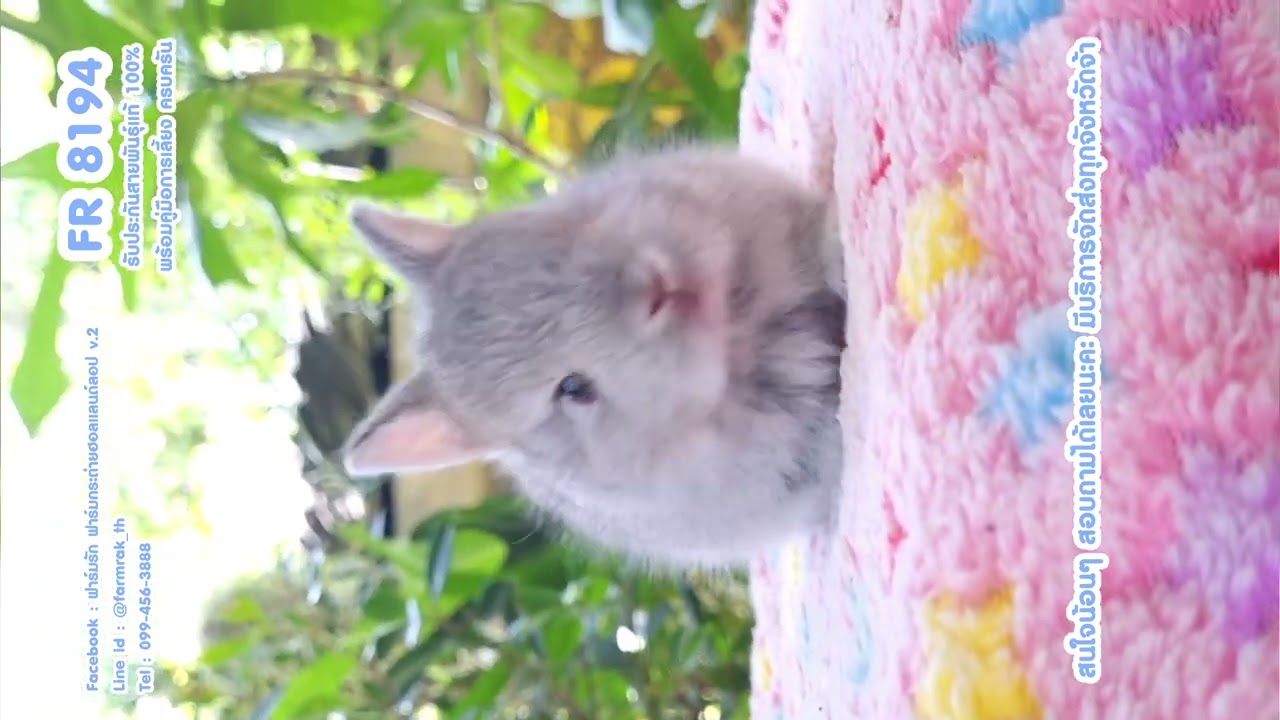 FR 8194 ฟาร์มรัก ฟาร์มกระต่ายกรุงเทพ ขายกระต่าย กระต่ายฮอลแลนด์ลอป กระต่ายแคระ กระต่ายหูตก