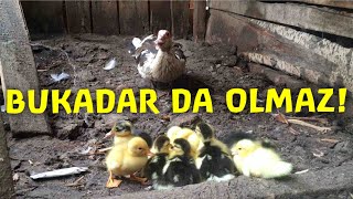 Çi̇ftli̇kte Durmak Bi̇lmeyen Ördek Çikimi?Ekonomi̇k Kri̇z Hizinda Büyüyen Çi̇ftli̇kşeyerağmendevam