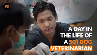 A Day in the Life of a Shelter Veterinarian | Soi Dog Foundation