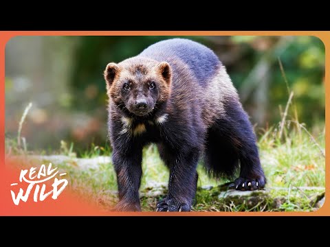 Survival Skills in the Wild: How Color Affects Animals documentary thumbnail