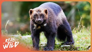 SURVIVAL SKILLS IN THE WILD: HOW COLOR AFFECTS ANIMALS