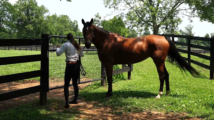 Sloane Coles  Safely Catching a Horse