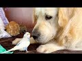 Golden Retriever who knows how to make Friends with Small Pets!