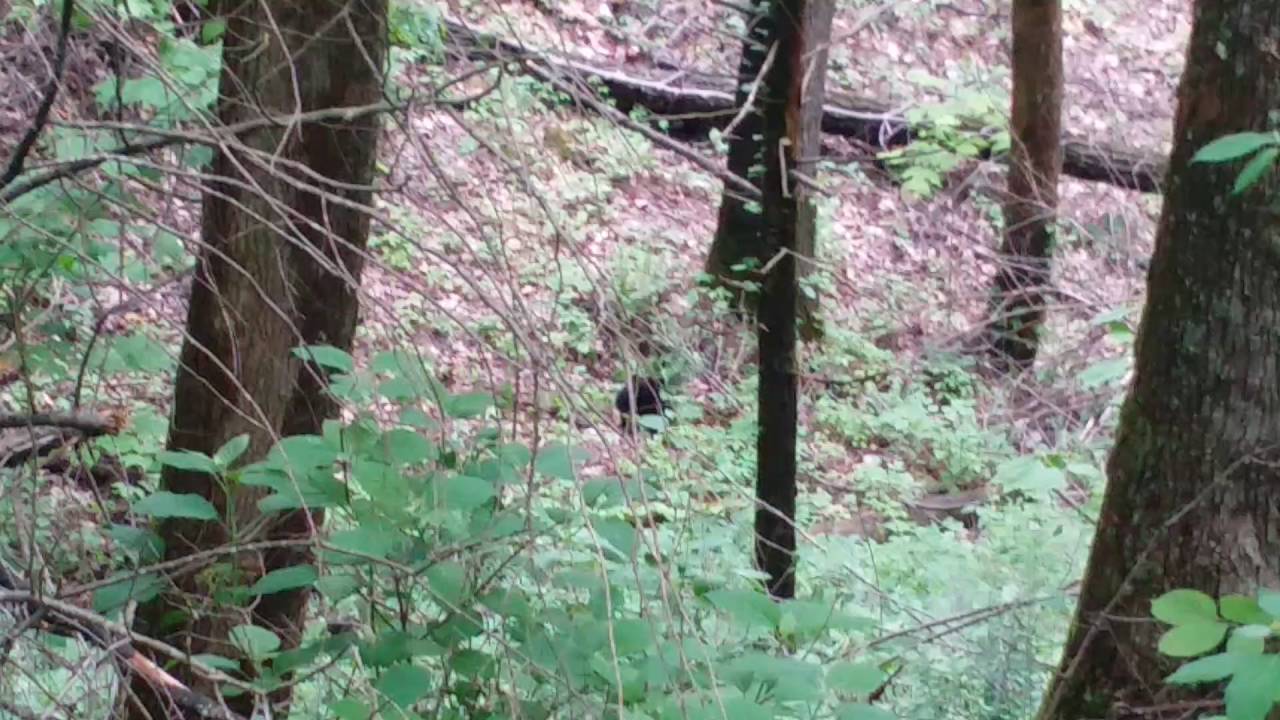 Bear cubs fighting outside Cades cove 2016