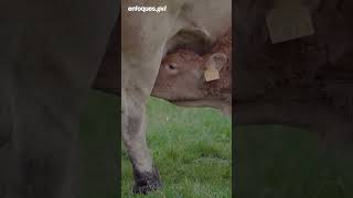 El mejor queso de España se elabora en Galicia