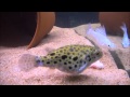 The Giant Green Spotted Puffer