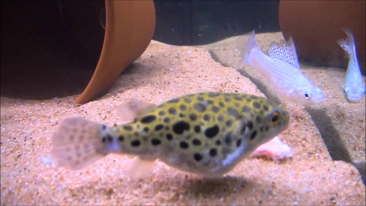 leopard puffer freshwater