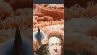 lectins in plants. leaky gut