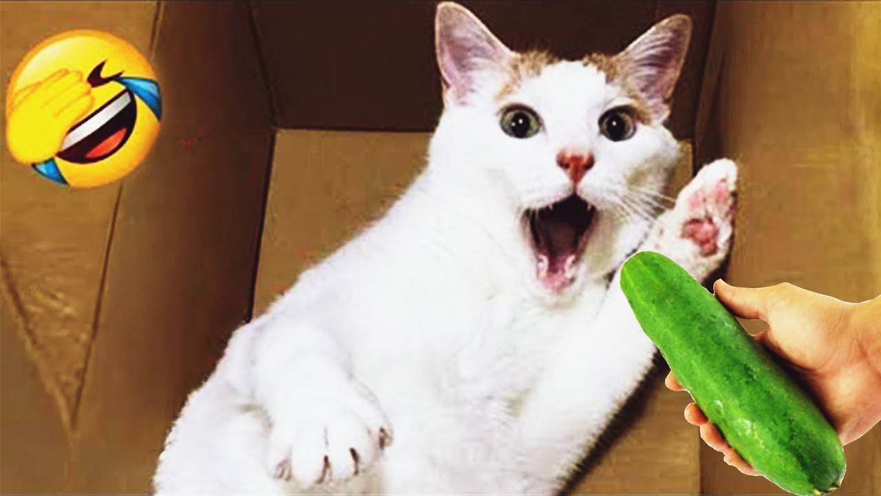 Try Not To Laugh 🥗 Funniest Cats & Dogs 😻 Funny Animals