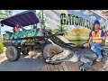 Handyman Hal works at Gatorland | Swamp Truck Ride with Alligators | Learn about reptiles