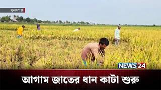 সনমগঞজর হওরঞচল আগম জতর ধন কট শর News24