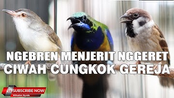 CUCAK CUNGKOK VS CIBLEK SAWAH CIWAH VS GEREJA GACOR JERNIH UNTUJK MASTERAN SEMUA JENIS BURUNG