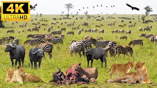 4K African Animals: Bale Mountains National Park  Scenic Wildlife Film With Real Sounds