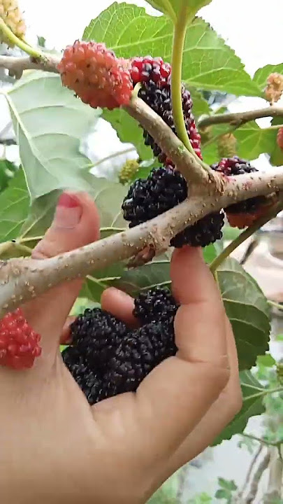 PANEN BUAH DI PERKARANGAN RUMAH #strawberry #shorts #youtubeshorts