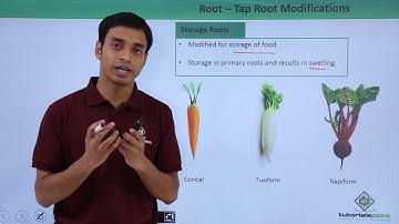 Class 11th – Root – Tap Root Modifications | Morphology of Flowering Plants | Tutorials Point
