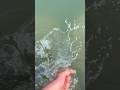 Catching small mouth bass at a beautiful rock pier! #fishing #bass