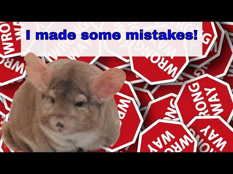 Video: Common Mistakes In Keeping Chinchillas