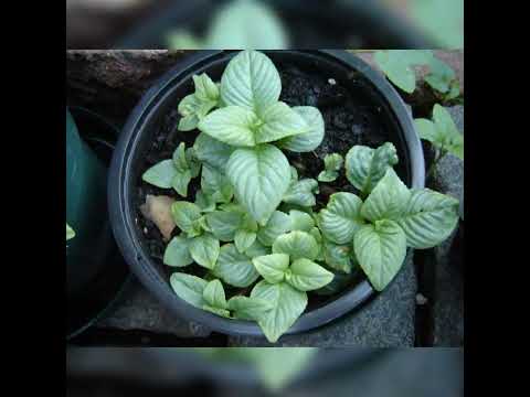 Video: Limnophila Dej Nroj Tsuag: Limnophila Ntau Yam Rau Pas Dej thiab Aquariums