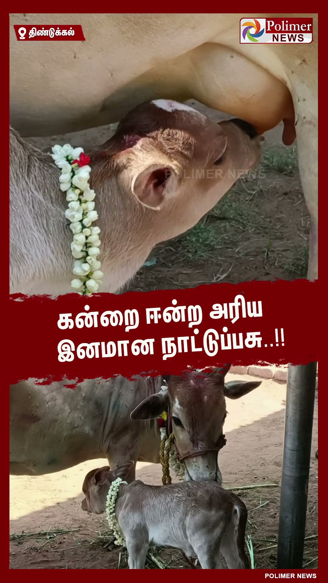 கன்றை ஈன்ற அரிய இனமான நாட்டுப்பசு..!!  #shorts | #cow