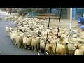 領頭羊 bellwether (China)