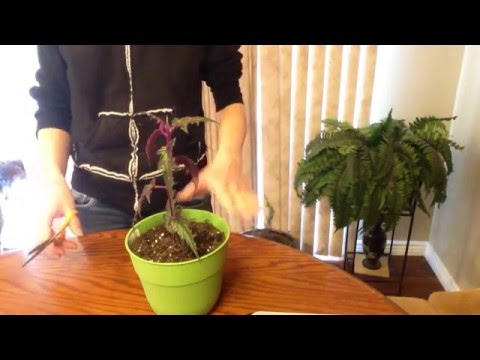 Vídeo: Growing Purple Passion Houseplants - Informació sobre la cura de les plantes de Purple Passion