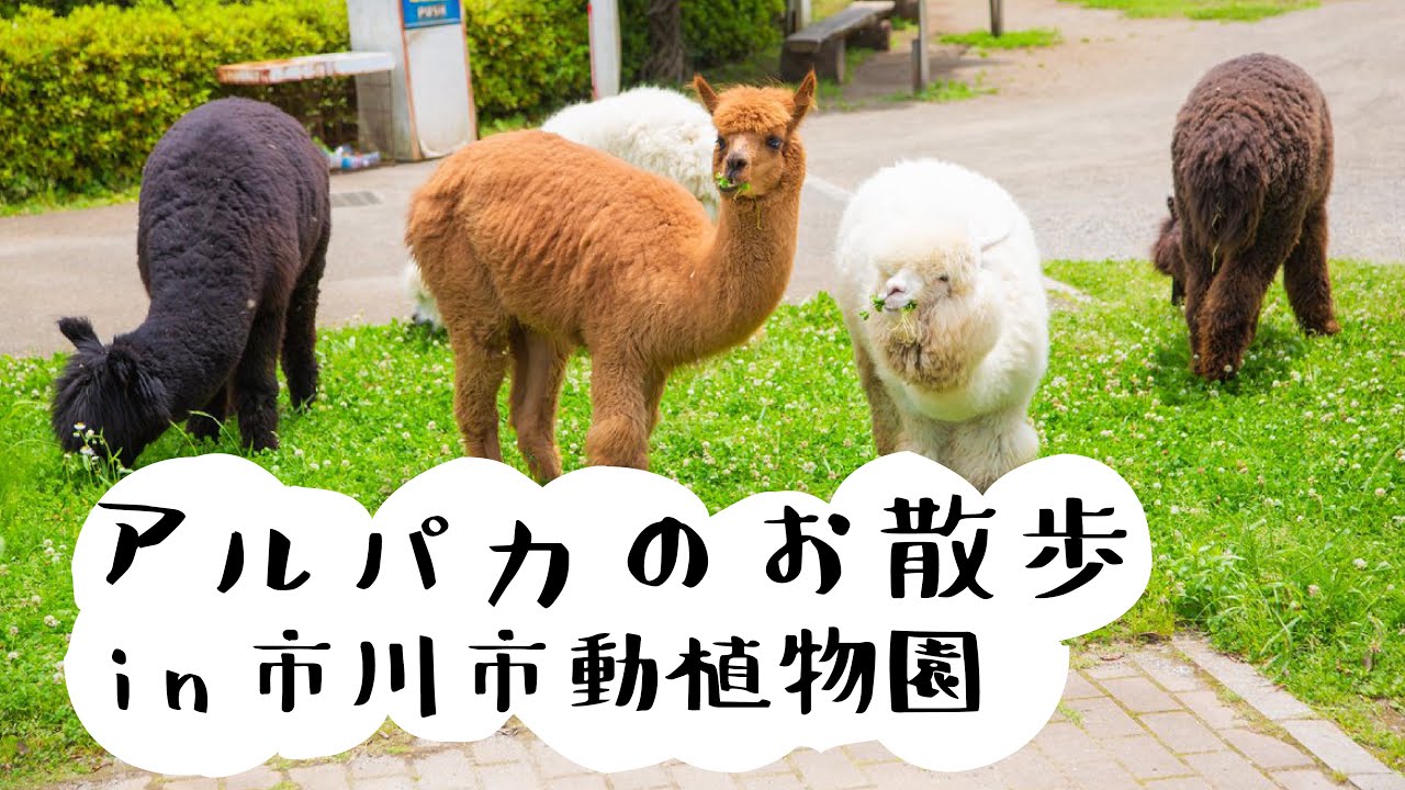 アルパカのお散歩についていきました - YouTube