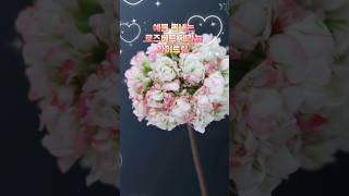 오랫동안 사랑받는 로즈버드 제라늄 화이트링  #제라늄꽃 #유럽제라늄 #식집사 #flower  #힐링  #베란다화초  #geranium