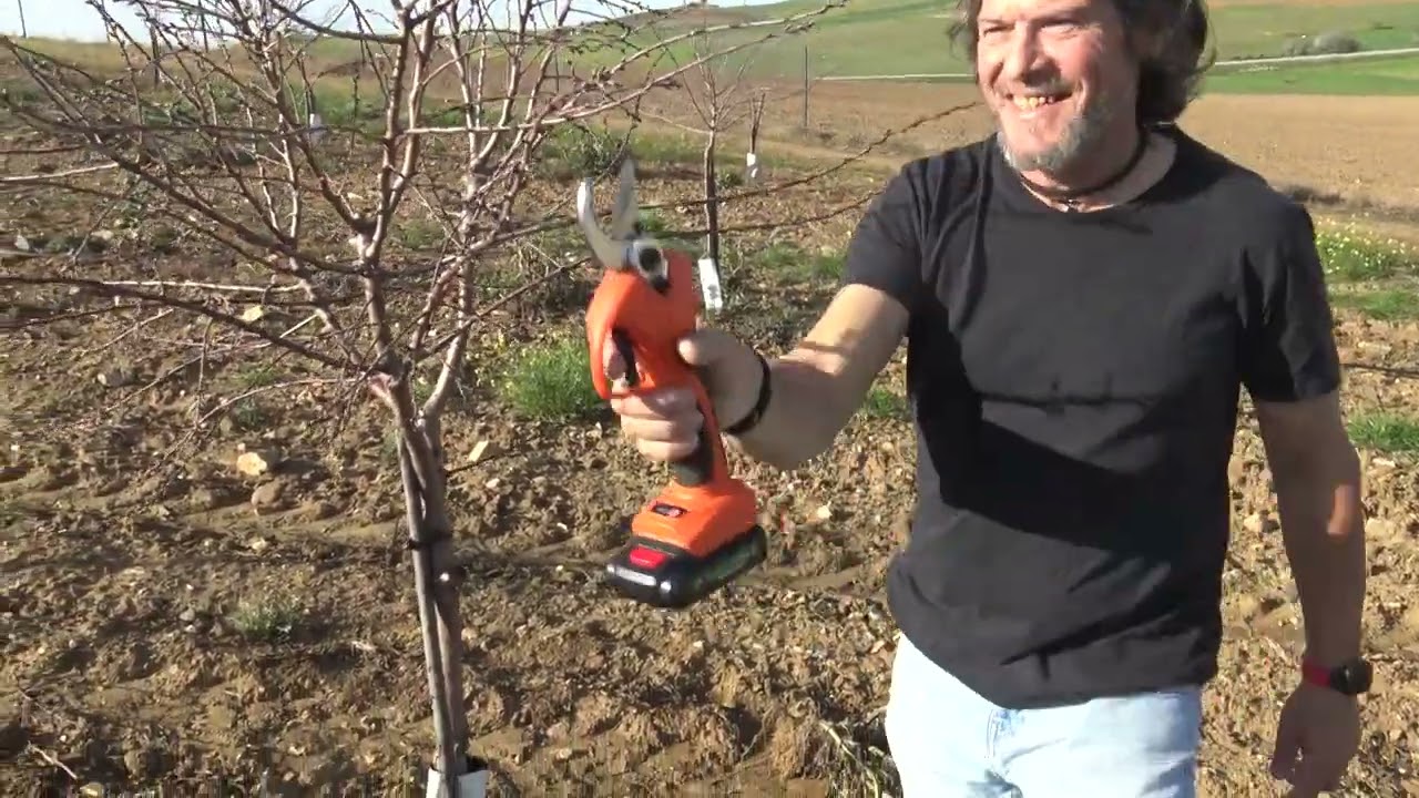 Poda Makako 2a Poda Invierno. Valencia De Las Torres (Badajoz)