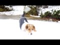Trixie Romping in the Snow