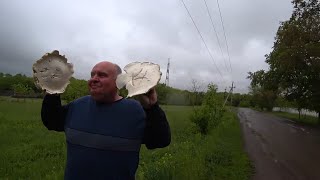 видео: ВОТ ЭТО МЫ ГРИБОВ НАБРАЛИ в нашей СТЕПИ/Нажарила ГРИБЫ с КАРТОШКОЙ /НАЕЛИСЬ от ДУШИ еще и ЗАМОРОЗИЛА картинка: ВОТ ЭТО МЫ ГРИБОВ НАБРАЛИ в нашей СТЕПИ/Нажарила ГРИБЫ с КАРТОШКОЙ /НАЕЛИСЬ от ДУШИ еще и ЗАМОРОЗИЛА