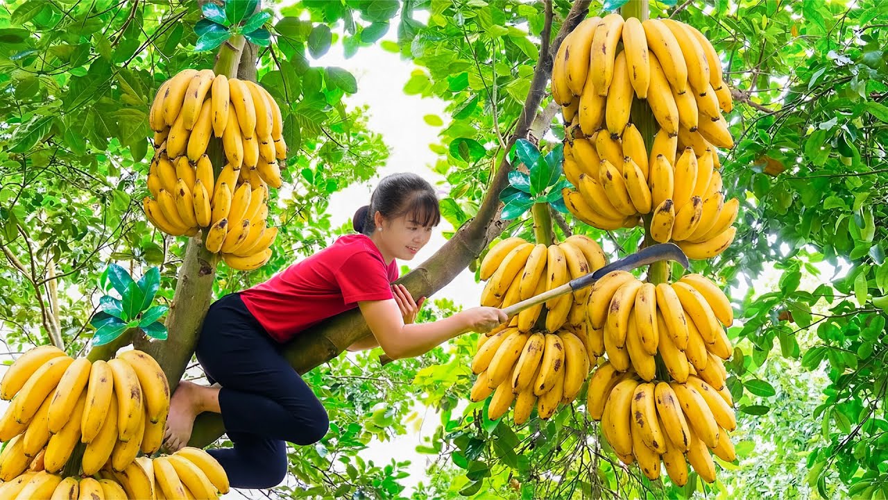 TIMELAPSE -- Harvesting GIANT Forest Banana and Many Other Fruits & Taking Care of Chicks, Ducklings