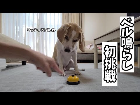 【初挑戦】ビーグル犬がベル鳴らしに挑戦した結果。伸びしろしかなかったw