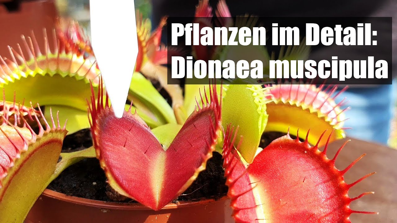 Dionaea muscipula ´B52 Giant´ Hybride fleischfressende Pflanze Venusfliegenfalle 