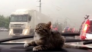 Cats vs. Windshield Wipers