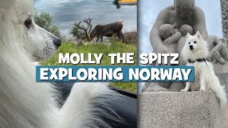 Spitz Dog Exploring 100 Places in Norway in 2020 by MollytheSpitz 1,465 views 3 years ago 4 minutes, 4 seconds