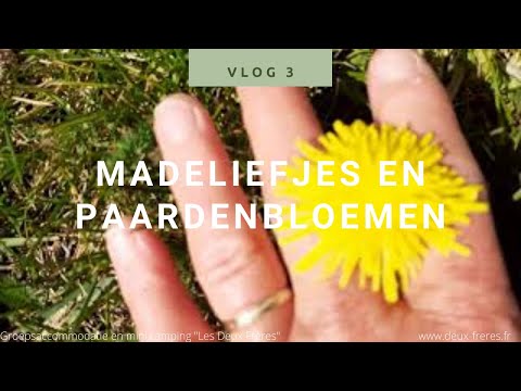 Video: Madeliefjes