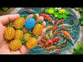Rare Aquarium Fish Collection! Galaxy Guppy, Discus, Koi Fish, Seahorse & Turtle