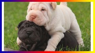 Funny Shar Pei - Funny moments by Lisa Hudberman 262,206 views 7 years ago 10 minutes, 52 seconds